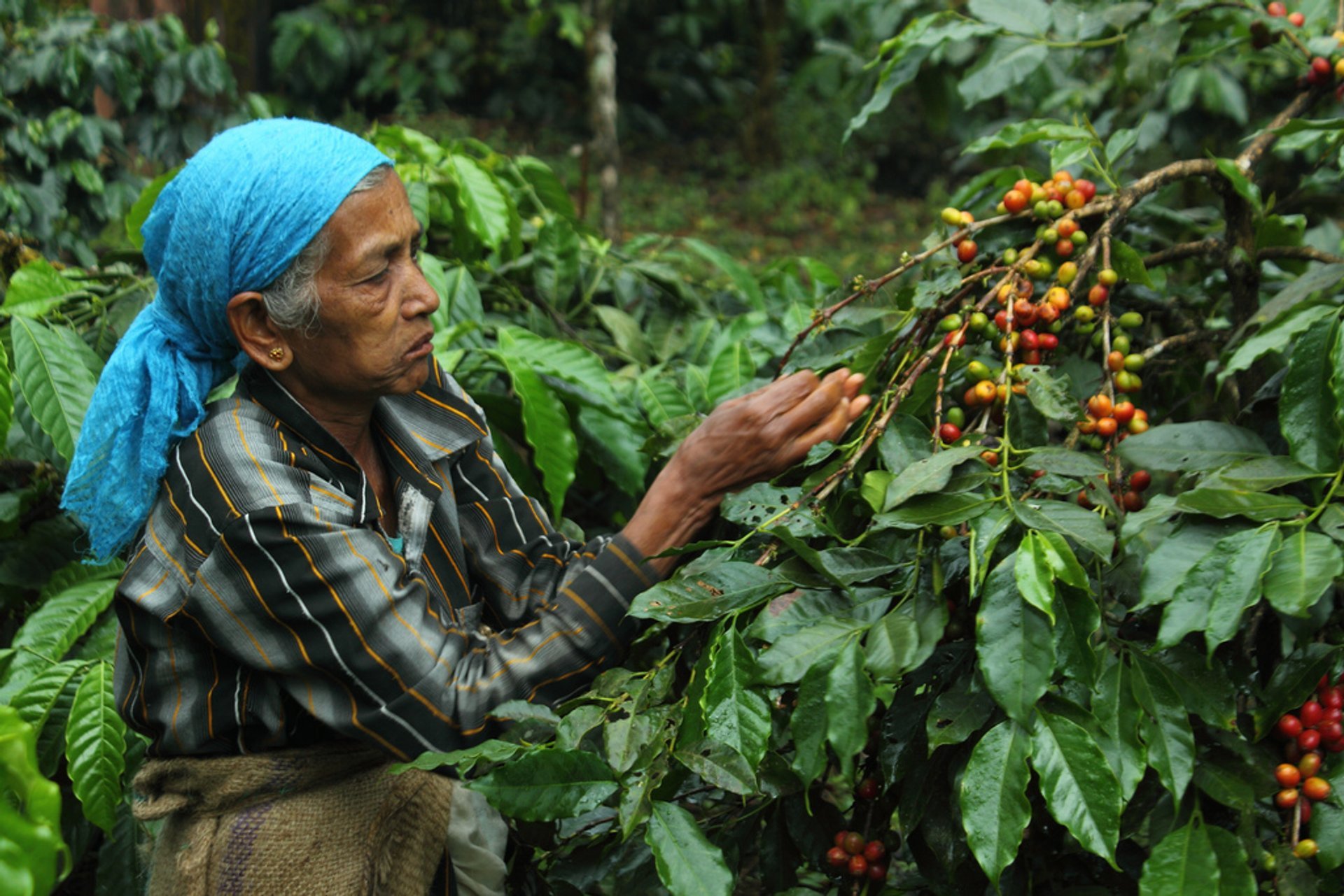 india-coffee-harvest