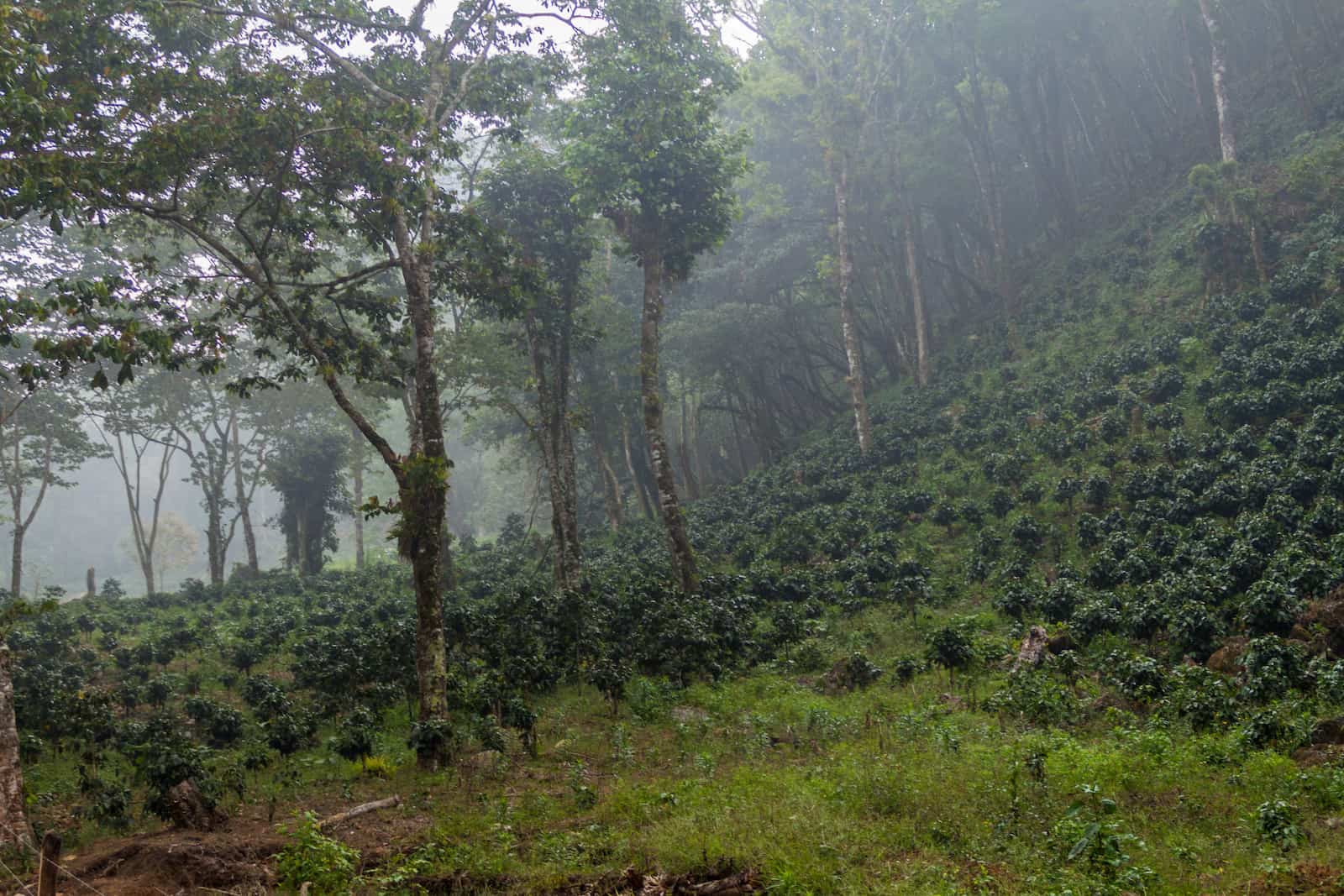 Honduras-coffee-plantation